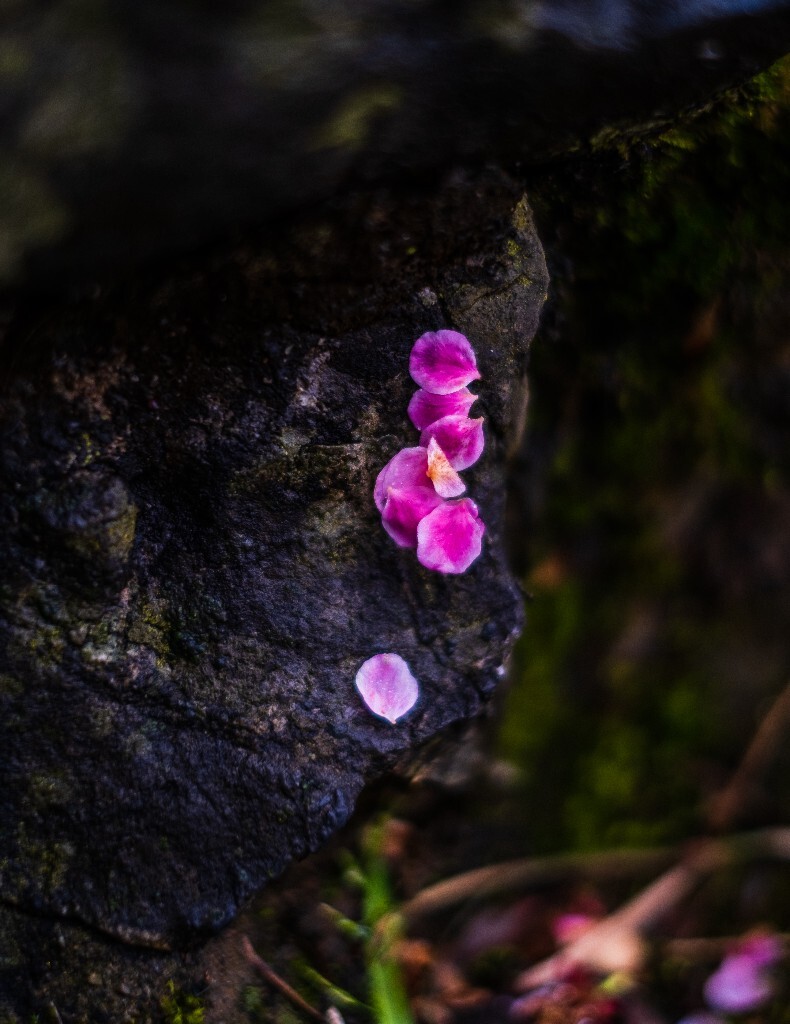 梅花 红色的梅花 梅 图片 摄影 风光 花卉 花朵 旅游 花