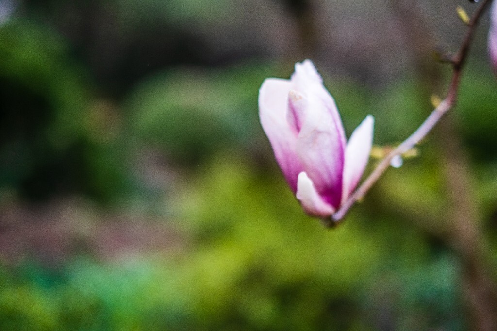 白玉兰 木兰 玉兰花 望春 应春花 玉堂春 辛夷花 玉兰 图片 花朵 花草 摄影 植物 风光