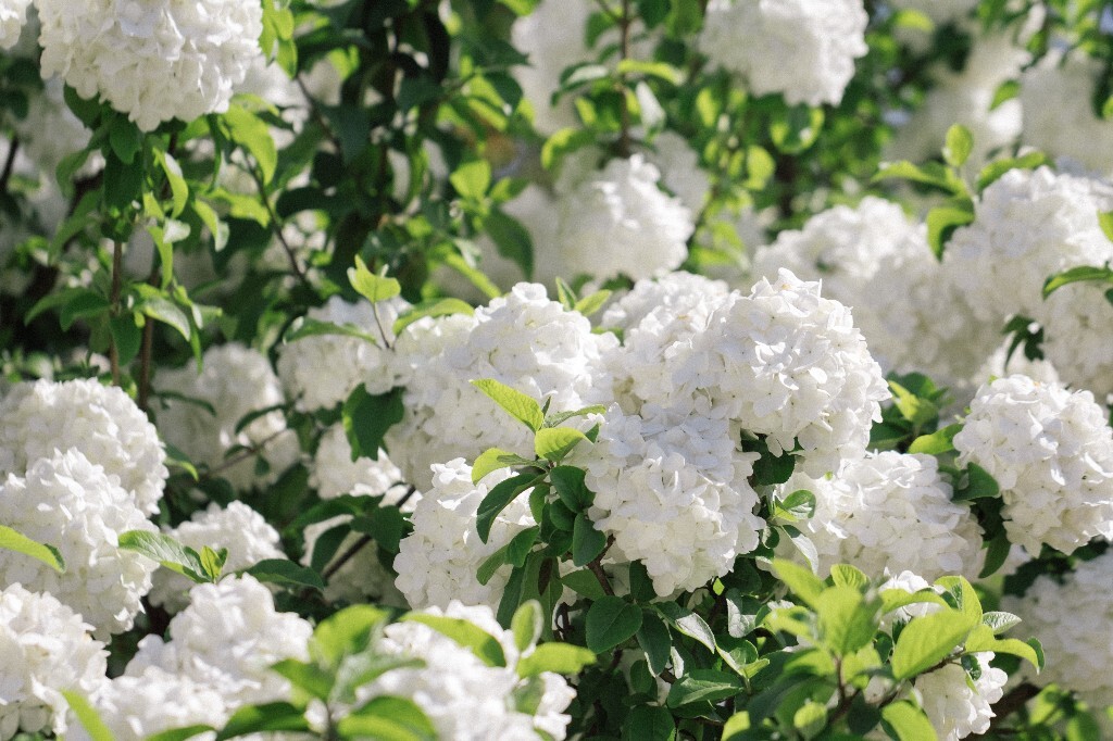 八仙花 粉团花 草绣球 紫绣球 紫阳花 绣球 木绣球 植物 风光 花草 摄影