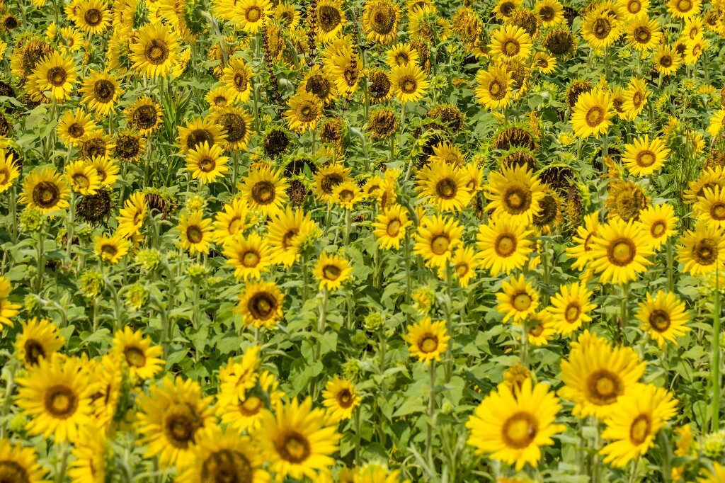 葵花 向阳花 望日葵 朝阳花 转日莲 向日葵 太阳花 花儿 旅行 摄影 自然