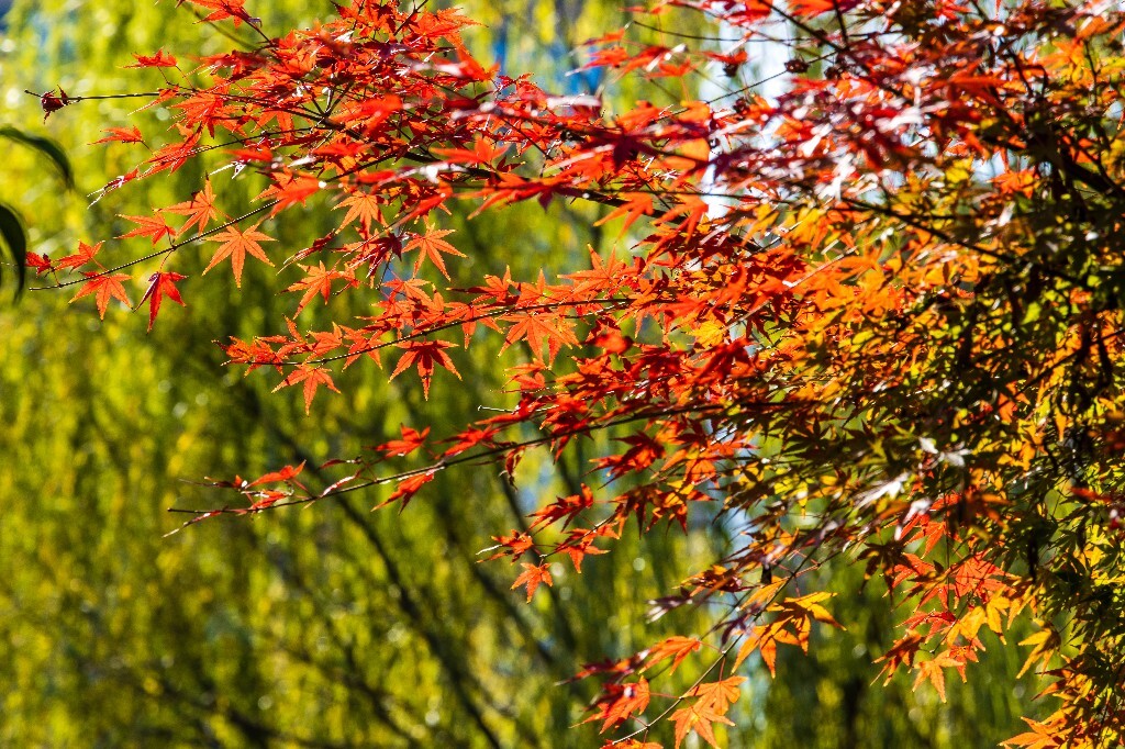 建筑 风光 摄影 自然 秋天 阳光 杨柳郡 东西公园