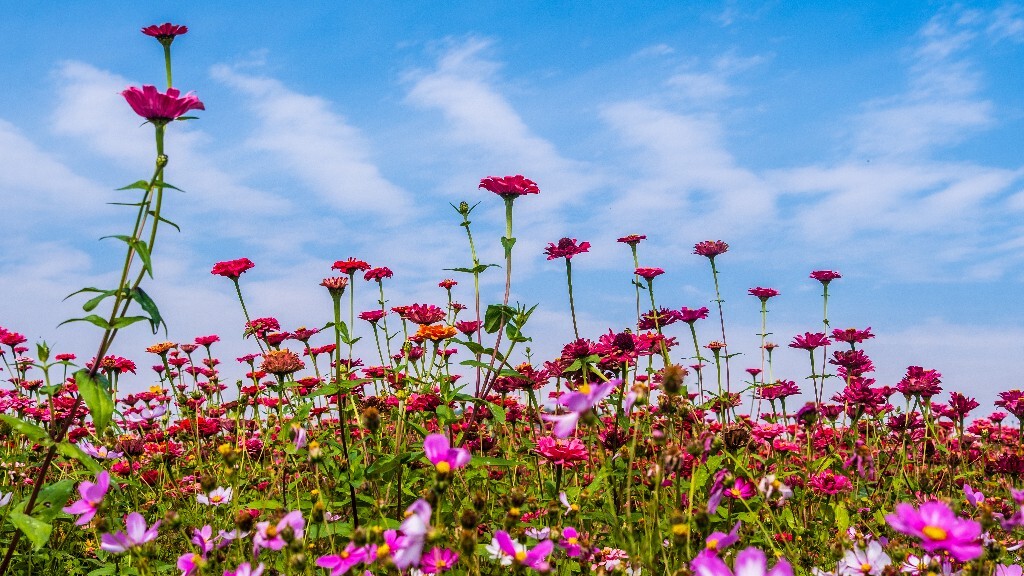 百日菊 百日草 步步高 火球花 对叶菊 秋罗 步步登高 不等高 植物 摄影 风光 自然 蓝天白云 白云
