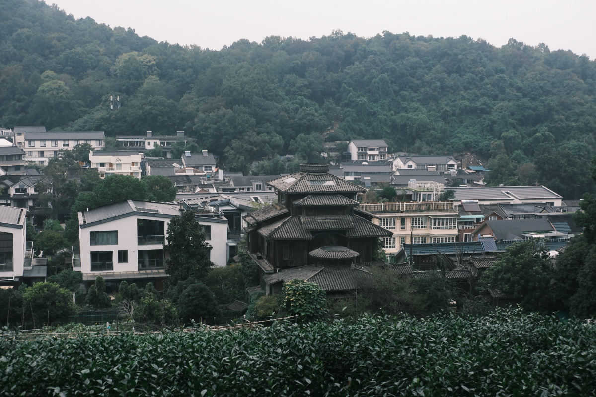 桂花 富士直出 风光 花朵花卉 风光摄影  桂花摄影 满觉陇 汤屋