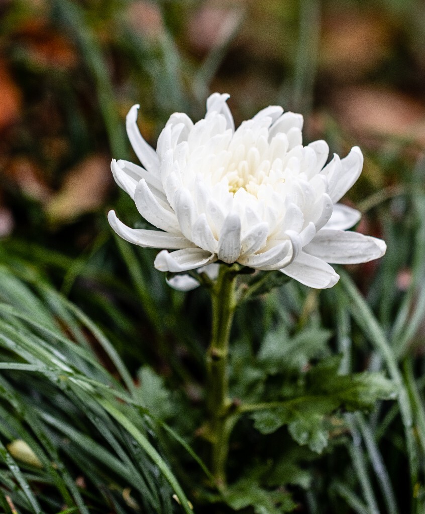 江西腊 七月菊 格桑花 翠菊 植物 花朵 花儿