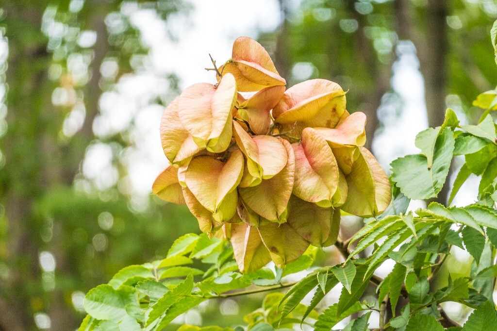 复羽叶栾 花楸树 泡花树 灯笼花 马鞍树 士大夫树 摇钱树 植物 风光 摄影 自然