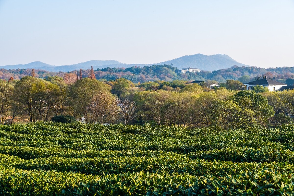 龙井茶园 茶园风光 茶园 茶园风貌 摄影 茶叶 茶 茶园 龙井茶 风光 特写 摄影 茶艺 龙井茶叶