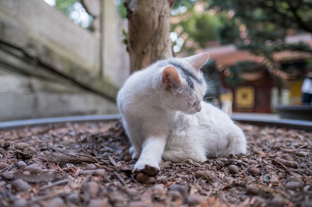 猫猫 喵星人 摄影 自然 宠物 寺庙里面的猫猫 宠物摄影