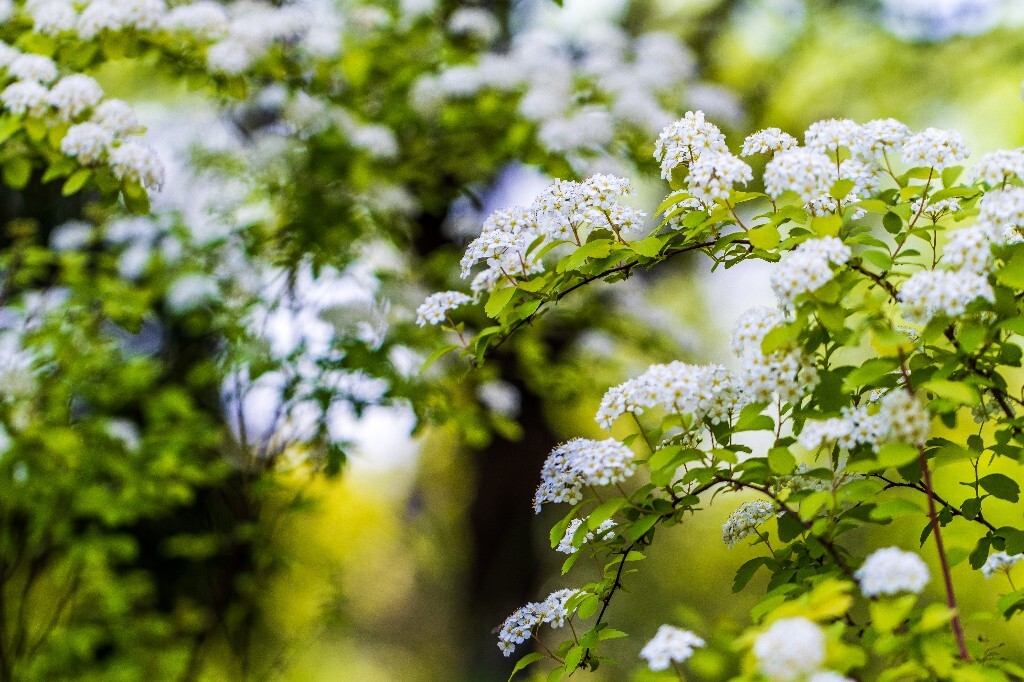 白色的小花 植物 风光 花草 摄影 花儿 花朵 旅行