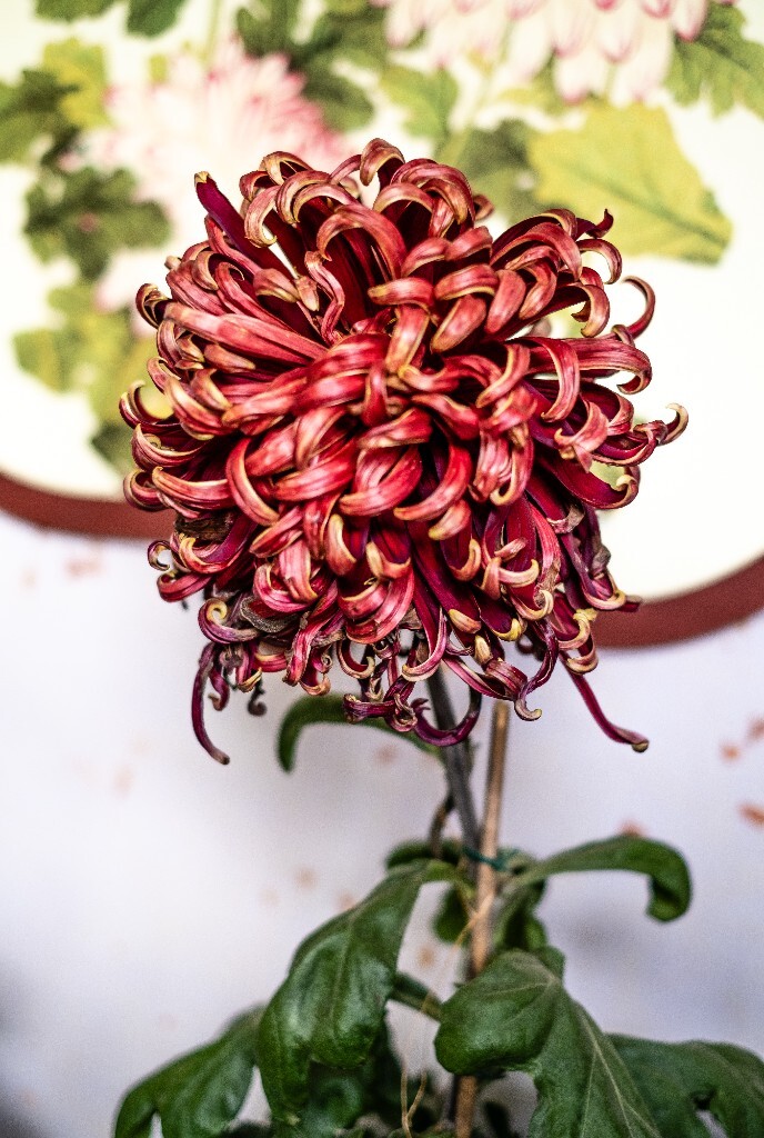 菊花 寿客 金英 黄华 秋菊 陶菊 日精 女华 延年 隐逸花 家菊 花儿 盛开的菊花