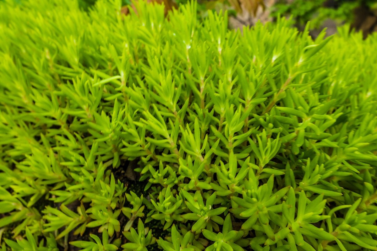 佛指甲 铁指甲 狗牙菜 金莿插 狗牙半支 狗牙瓣 鼠牙半支 石指甲 佛指甲 打不死 多肉植物 摄影 自然 风光