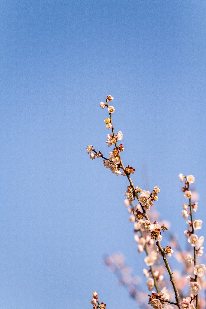 梅 梅花 植物 风光 花卉 花朵 花儿 摄影 旅行 赏花