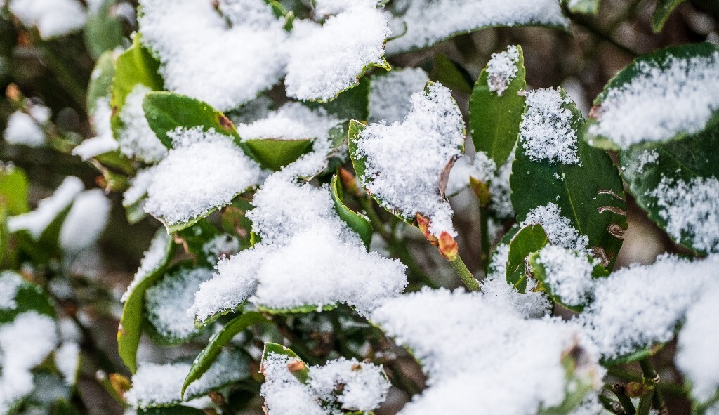 雪 雪景 自然 风光 环境 摄影 白雪 雪花 2024的第一场雪 树叶上的雪
