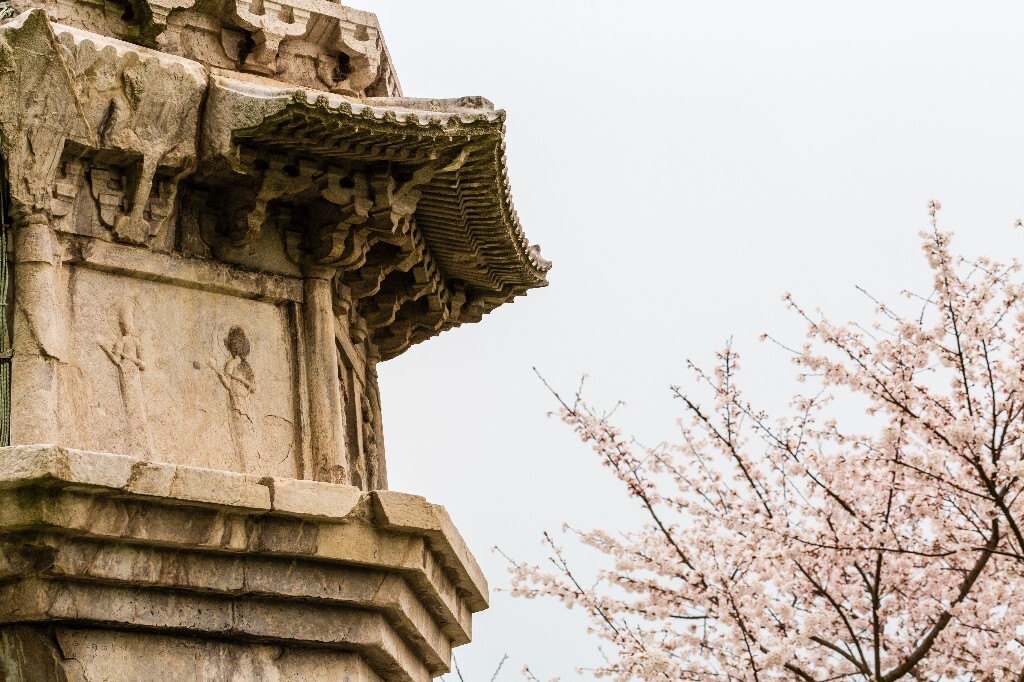 白塔 樱花 建筑 风光 摄影 花 植物
