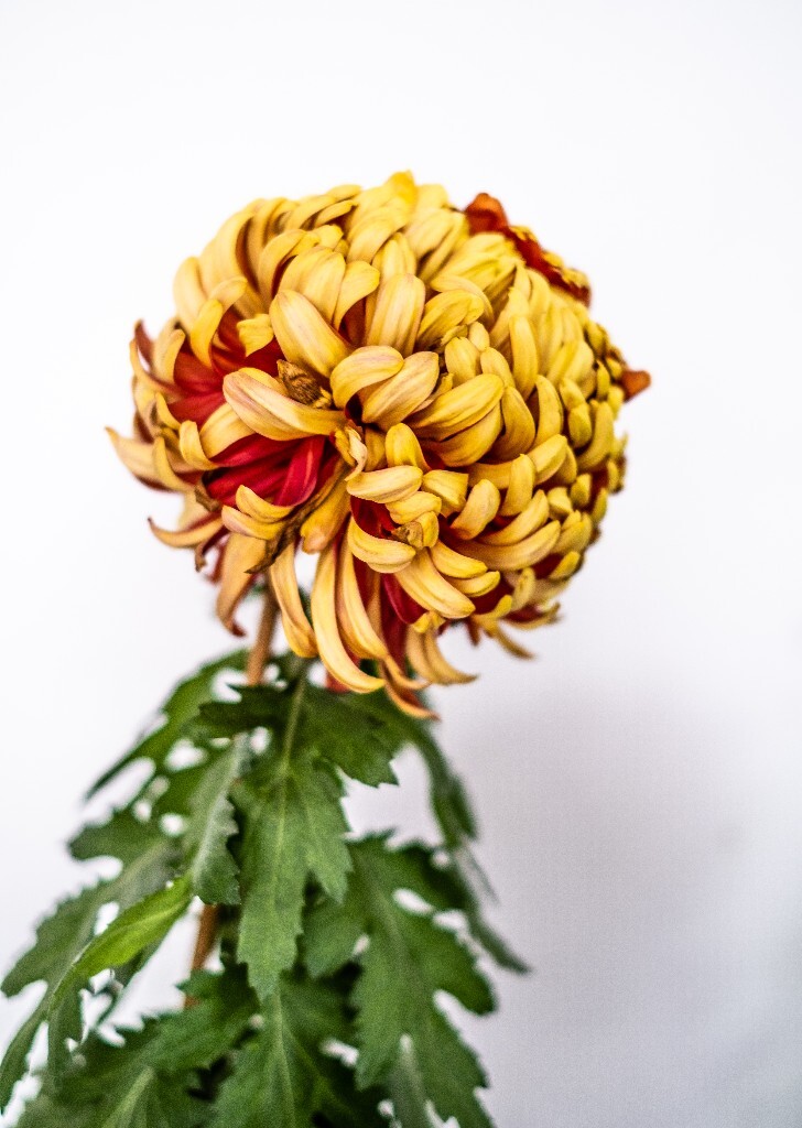 菊花 寿客 金英 黄华 秋菊 陶菊 日精 女华 延年 隐逸花 家菊 花儿 盛开的菊花