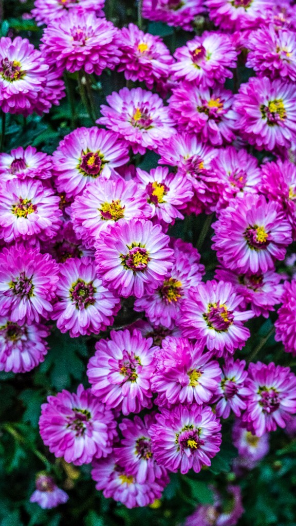 菊花 寿客 金英 黄华 秋菊 陶菊 日精 女华 延年 隐逸花 家菊 植物 菊花 盛开的菊花 花朵花儿 摄影