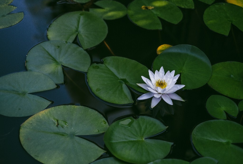 植物 风光 植物 睡莲 莲花 旅行  植物  水生植物