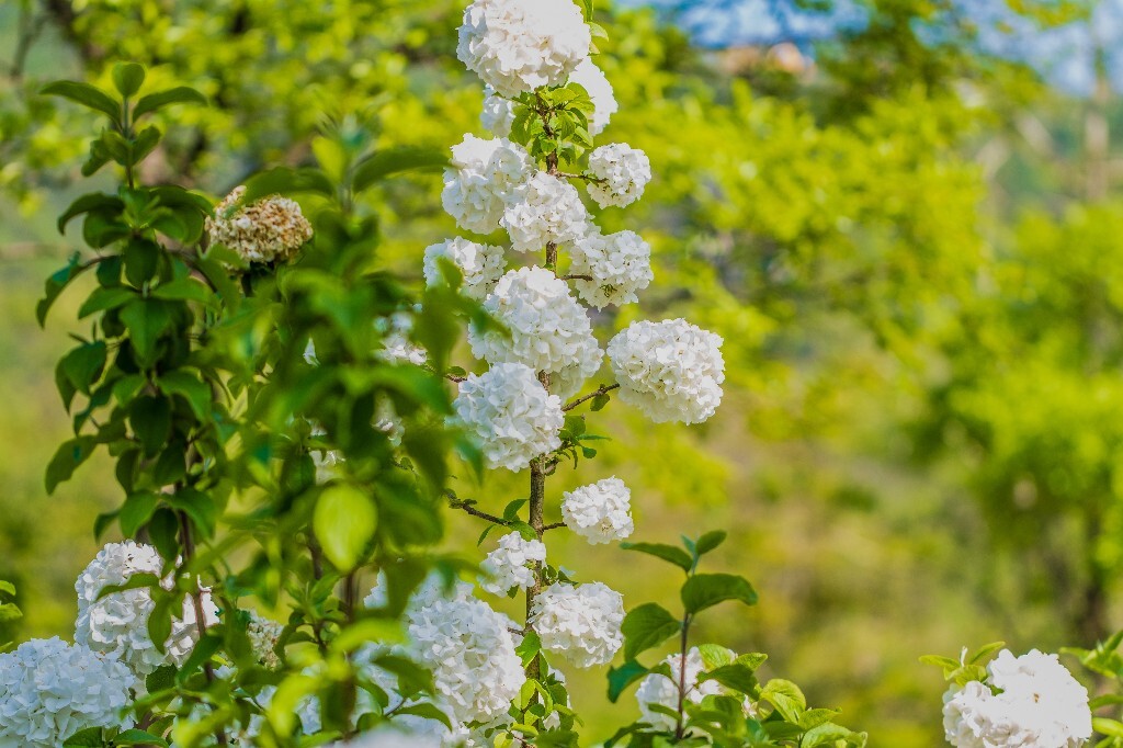 八仙花 粉团花 草绣球 紫绣球 紫阳花 绣球 木绣球 植物 摄影 风光 花朵 花儿 绣球花
