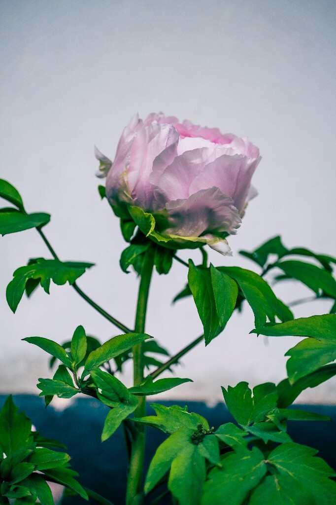 鼠姑 鹿韭 白茸 木芍药 百雨金 洛阳花 富贵花 牡丹 植物 花朵 花儿 牡丹花 含苞待放