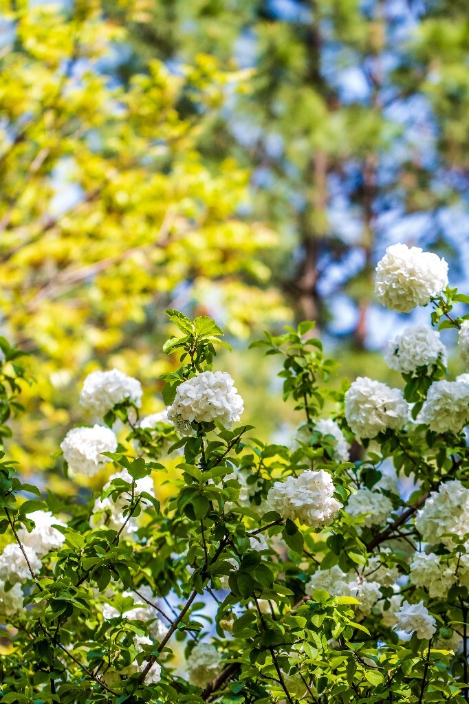 绣球 八仙花 粉团花 草绣球 紫绣球 紫阳花 木绣球 摄影 风光 自然 花朵 花草 摄影 自然风光 旅行