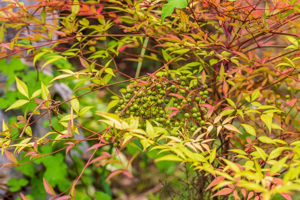 叶子 植物 花草 摄影 风光 自然 自然风光 色彩 春天 色彩
