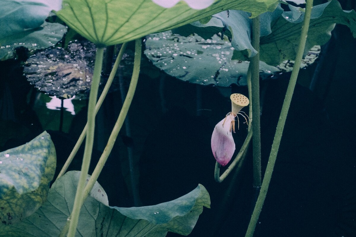荷花 莲花 水芙蓉 草本花卉 莲花 水芙蓉 藕花 芙蕖 水芝 水华 泽芝 中国莲 摄影 特写