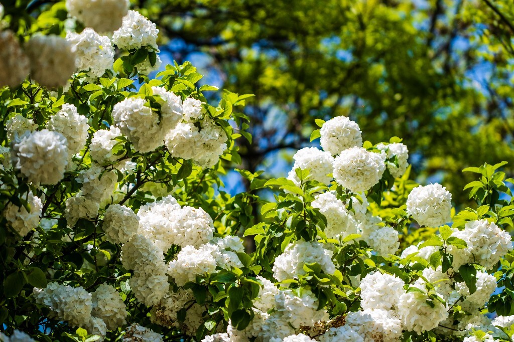 八仙花 粉团花 草绣球 紫绣球 紫阳花 绣球 木绣球 山绣球 摄影 植物 风光 摄影