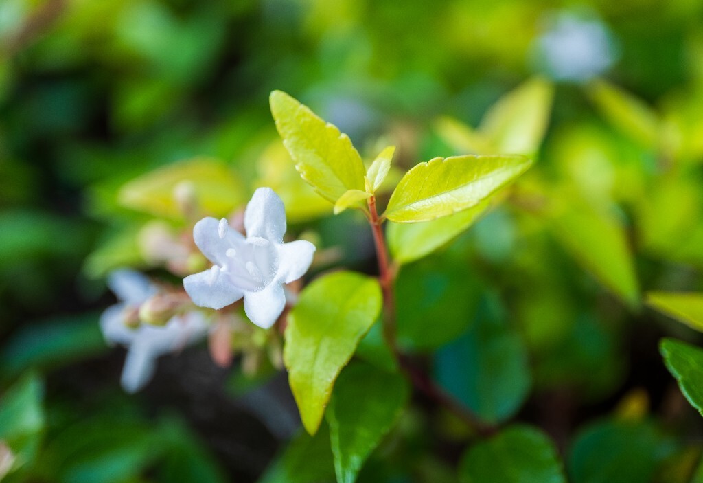 六道木 摄影 风光 自然 花朵 花儿 白色的花 环境 微距 旅行