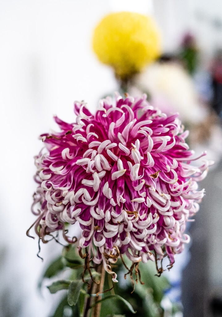菊花 寿客 金英 黄华 秋菊 陶菊 日精 女华 延年 隐逸花 家菊 花儿 盛开的菊花