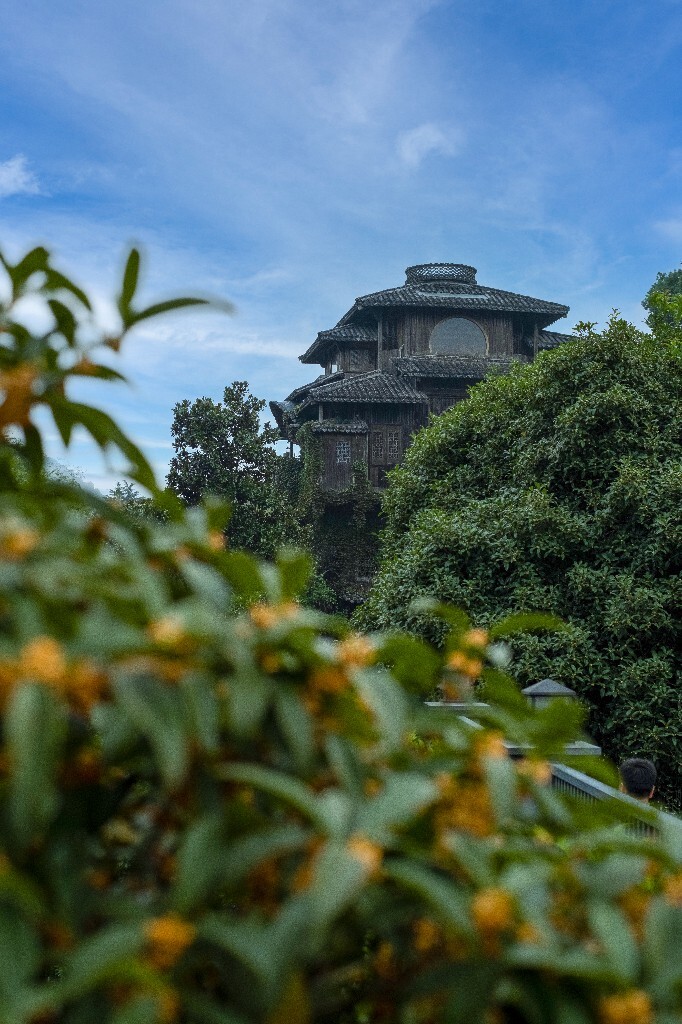 桂花 建筑 汤屋 风光 网红建筑 摄影 盛开的桂花