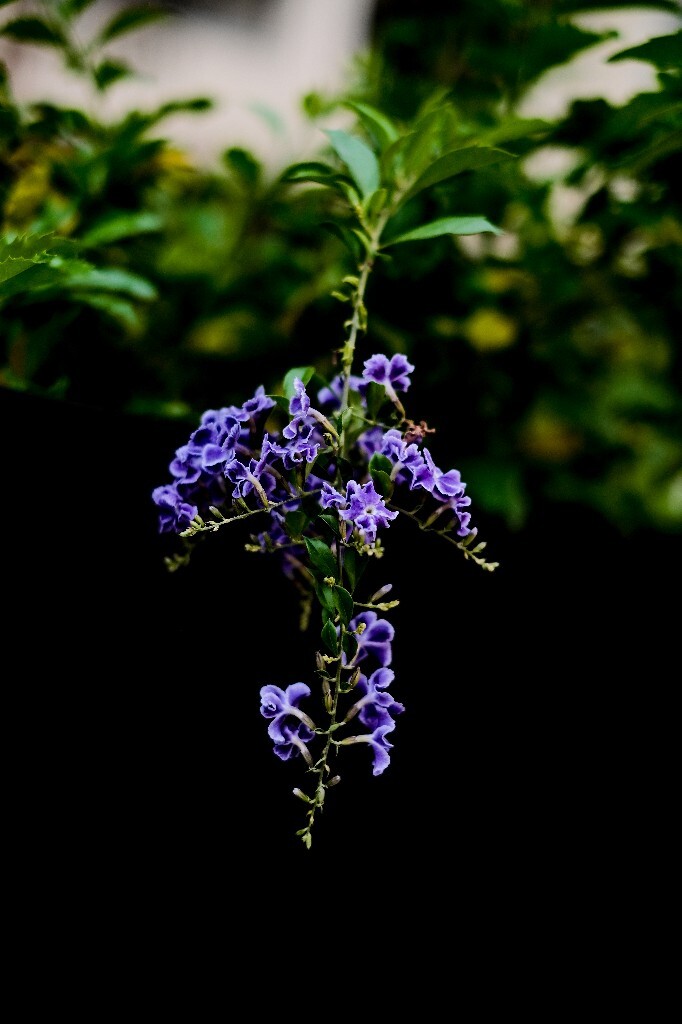 番仔刺 篱笆树 洋刺 花墙刺 桐青 白解 假连翘  花朵 花草 摄影 花儿 