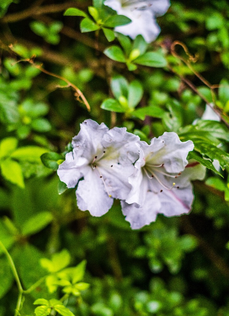 白花杜鹃 植物 风光 摄影 自然 花朵 花儿 旅行