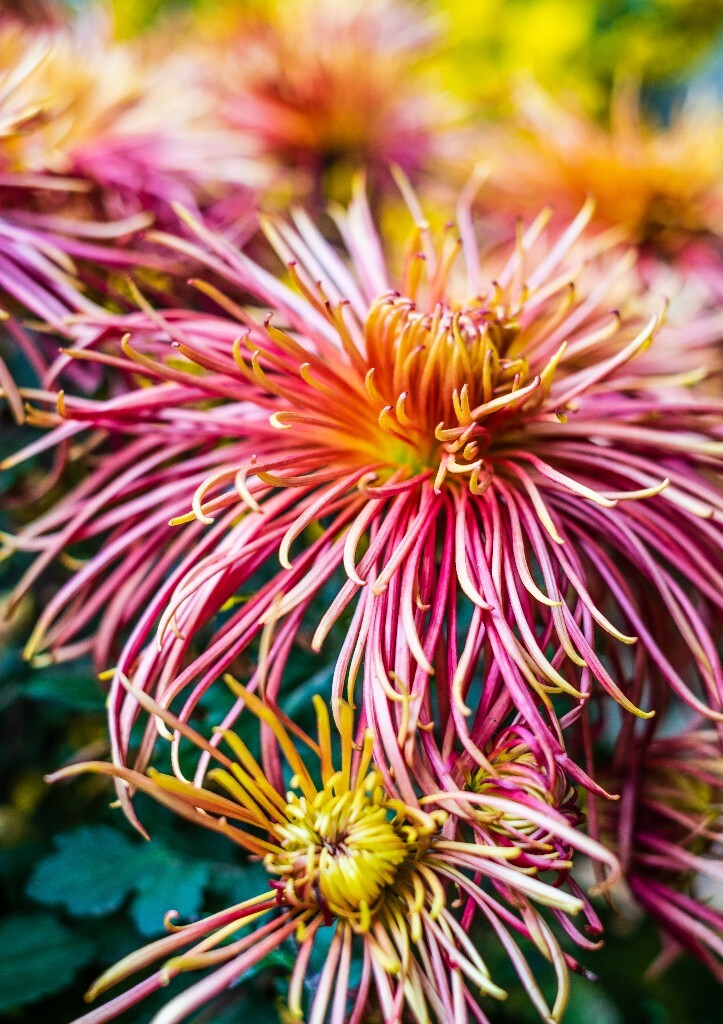 菊花 寿客 金英 黄华 秋菊 陶菊 日精 女华 延年 隐逸花 家菊 花儿 盛开的菊花