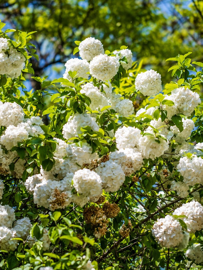 八仙花 粉团花 草绣球 紫绣球 紫阳花 绣球 木绣球 摄影 植物