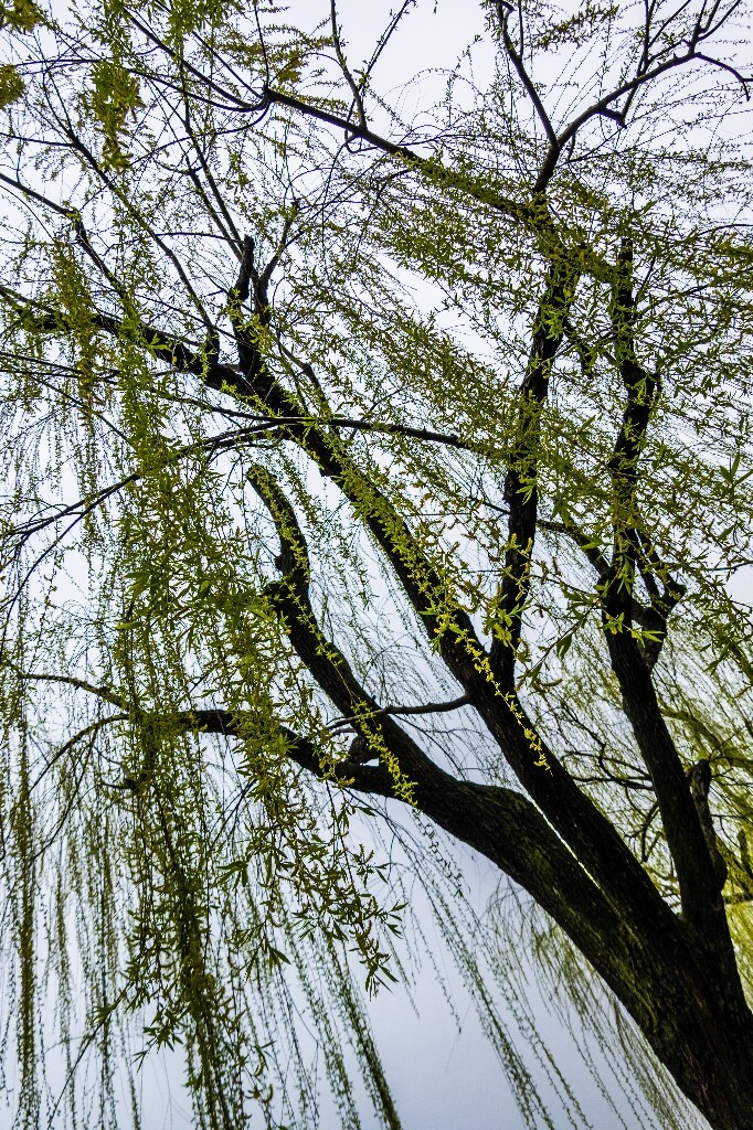 柳树 西湖柳树 风光 摄影 自然 西湖风光 植物 旅行