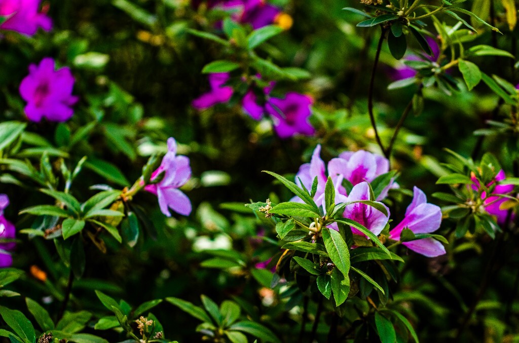 杜鹃 杜鹃花 山踯躅 山石榴 映山红 照山红 唐杜鹃 花朵 花草 植物 摄影