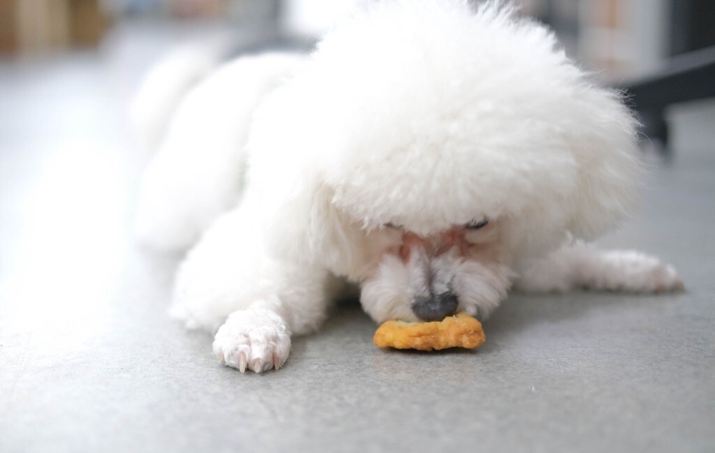 巴比熊犬 比熊犬 卷毛比熊犬 比熊 小狗 狗狗 宠物 狗