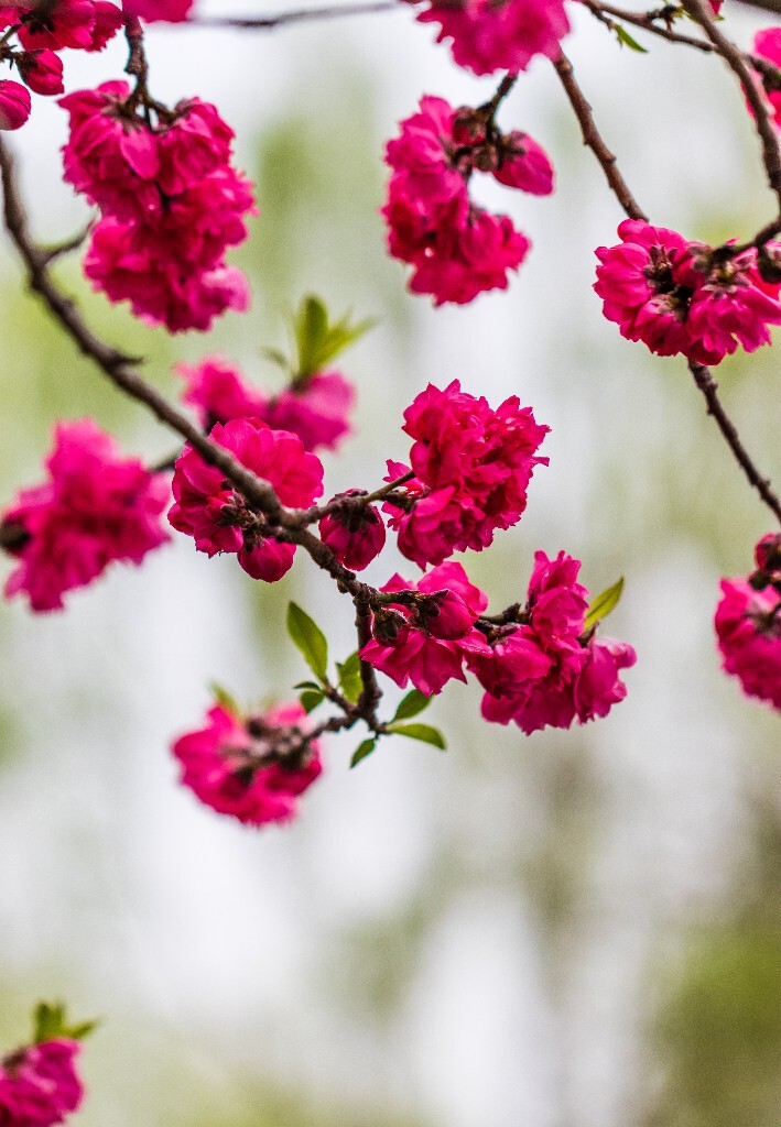 西湖桃花  西湖风光 自然  环境  桃花 西湖之春  自然 风光 花朵 花儿 
