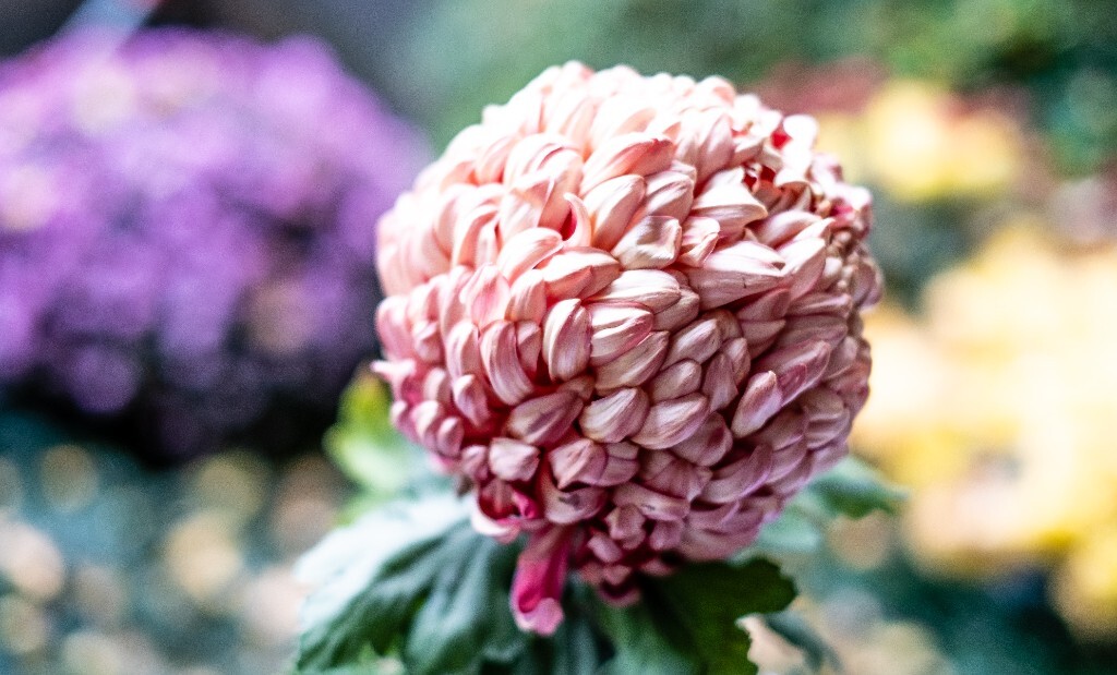 菊花 寿客 金英 黄华 秋菊 陶菊 日精 女华 延年 隐逸花 家菊 花儿 盛开的菊花