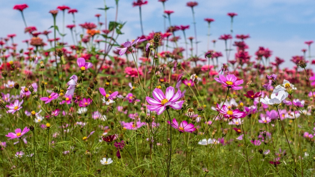 百日菊 百日草 步步高 火球花 对叶菊 秋罗 步步登高 不等高 植物 摄影 风光 自然 蓝天白云 白云