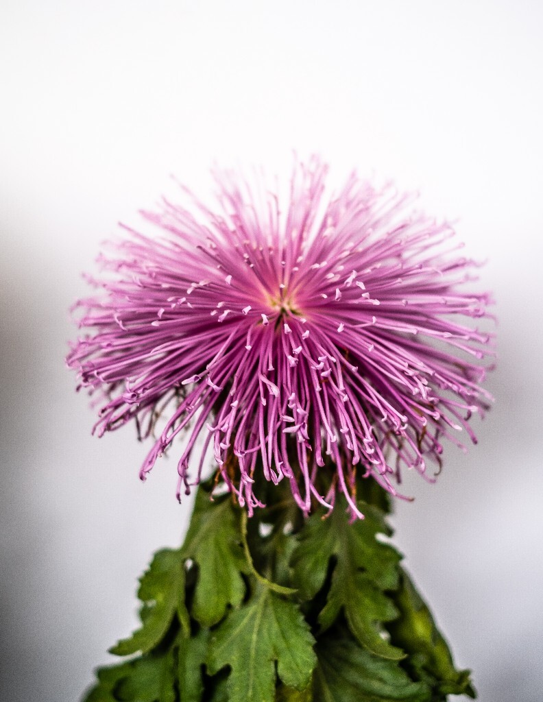 菊花 寿客 金英 黄华 秋菊 陶菊 日精 女华 延年 隐逸花 家菊 花儿 盛开的菊花