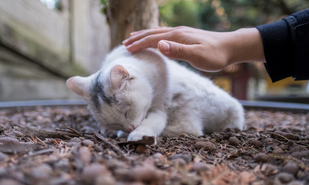 猫猫 喵星人 摄影 自然 宠物 寺庙里面的猫猫 宠物摄影