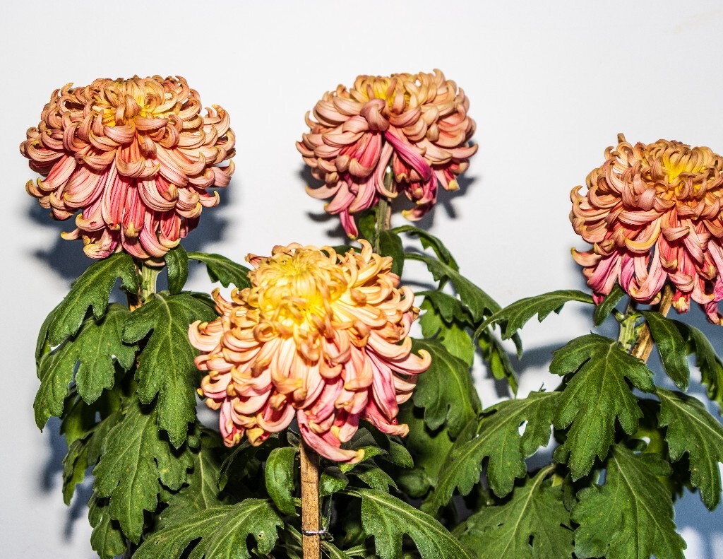 菊花 寿客 金英 黄华 秋菊 陶菊 日精 女华 延年 隐逸花 家菊 植物 花朵 图片 摄影 旅行 菊花展
