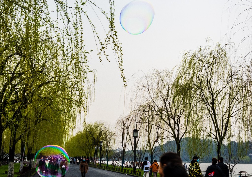 柳树 西湖柳树 风光 自然  西湖 