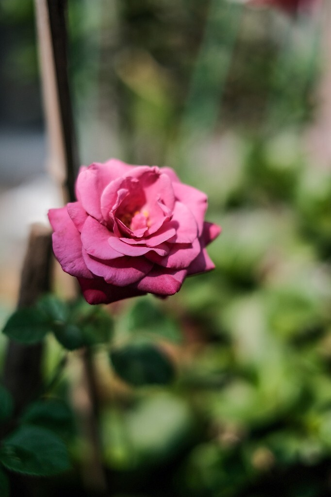 月月红 月月花 长春花 四季花 胜春 月季花 摄影 植物 花朵 花儿