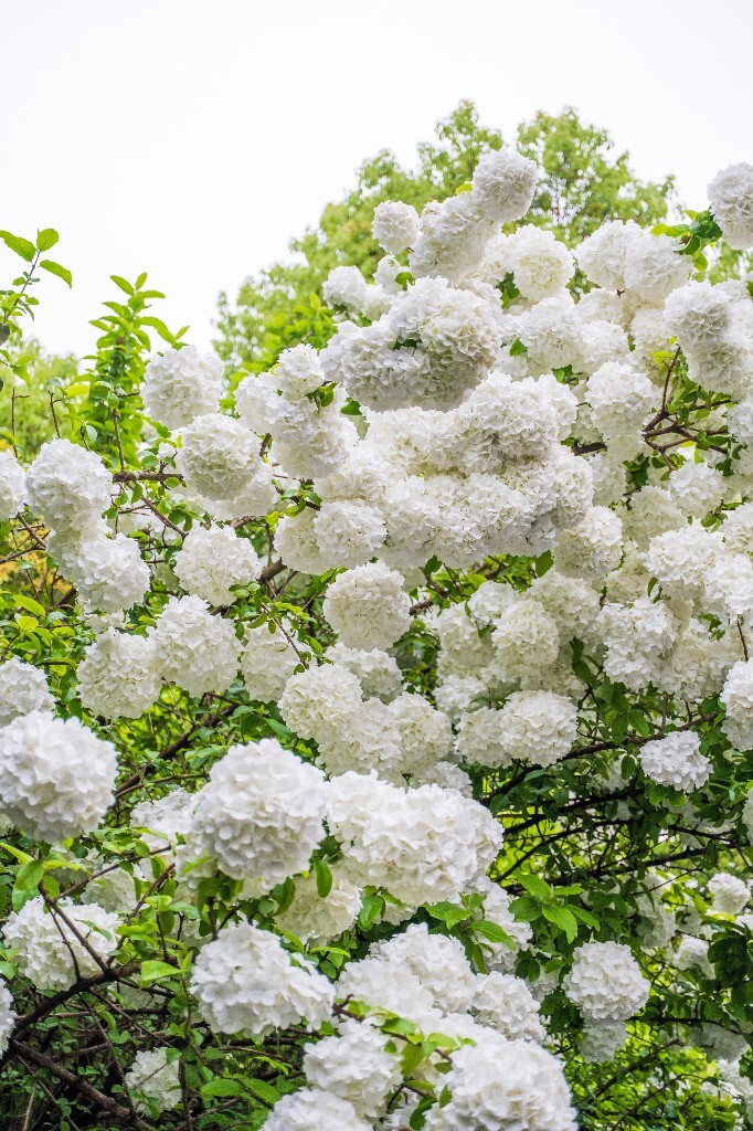 八仙花 紫阳花 七变花 洋绣球 粉团花 绣球花 植物 摄影 风光 自然 微距 花