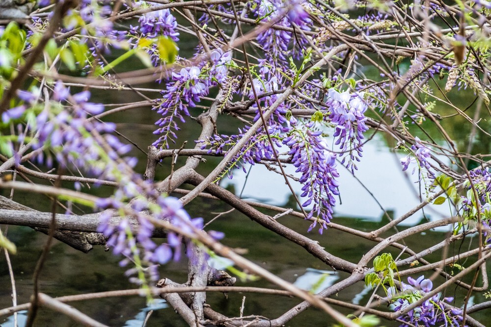 紫藤花 紫藤 朱藤 招藤 招豆藤 藤萝 植物 摄影 风光
