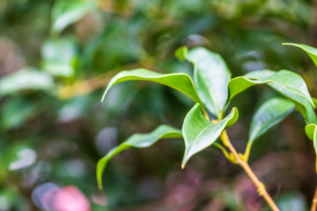 叶子 植物 花草 摄影 风光 自然 自然风光 色彩 春天 色彩