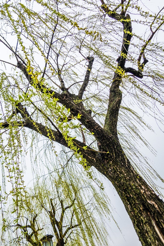 柳树 风光 西湖风光 自然 摄影 西湖柳树 旅行 春天 植物 柳叶