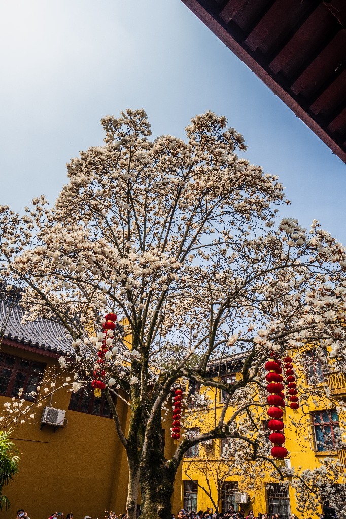 玉兰 玉兰花 植物 微距 摄影 风光 自然 法喜寺 500年玉兰 旅行 白色的玉兰