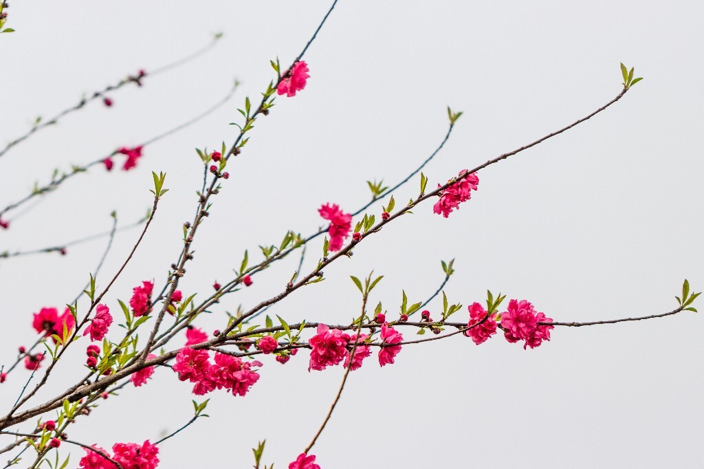 西湖桃花  西湖风光 自然  环境  桃花 西湖之春  自然 风光 花朵 花儿 
